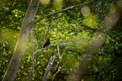 A beautiful blackbird in the spring, getting ready for nesting season. 