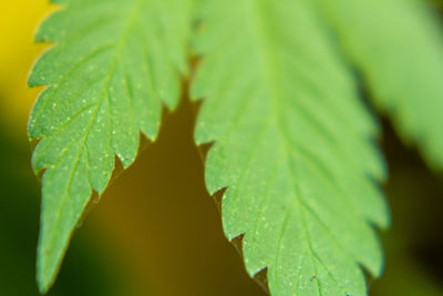 Close-up of fresh green leaves