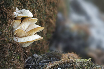 Close-up of mushroom growing on field