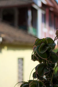 Close-up of plant against blurred background