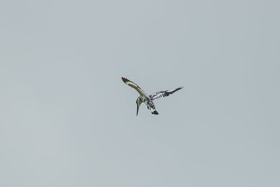 Low angle view of bird flying in sky