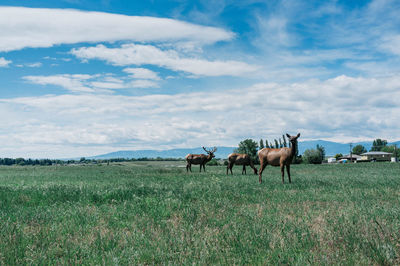 Elks on grassy land