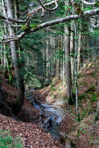 Trees growing by stream in forest