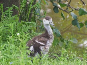 View of rabbit on land