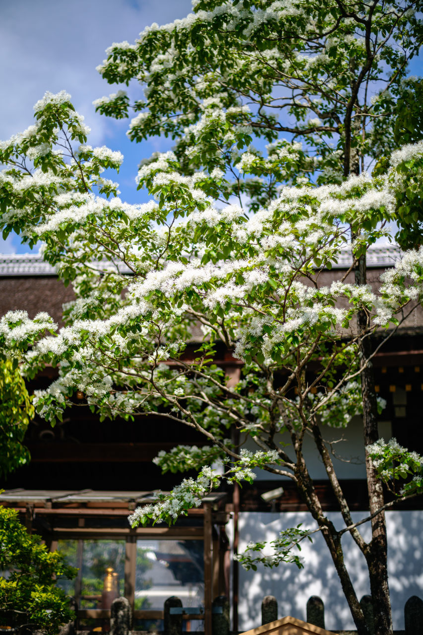 plant, growth, tree, nature, beauty in nature, no people, architecture, day, focus on foreground, outdoors, building exterior, green color, built structure, building, leaf, plant part, sunlight, sky, vulnerability, flower