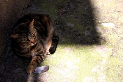 High angle view of stray cat resting on street