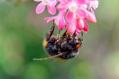 Close-up of bumblebee pollinating on pink flower