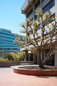 Low angle view of tree by building against sky