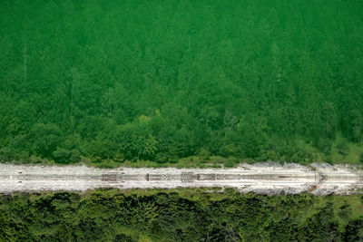 Scenic view forest reflecting in lake