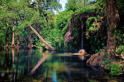 Scenic view of waterfall in forest