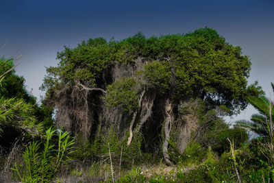 Trees growing in forest against sky