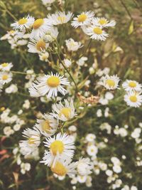 Close-up of fresh white flowers blooming outdoors