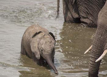 Elephant in water