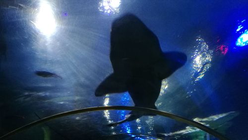 Man swimming in aquarium