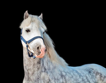 Portrait of horse standing against black background