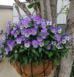 Close-up of purple flower pot