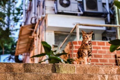 Portrait of cat on wall