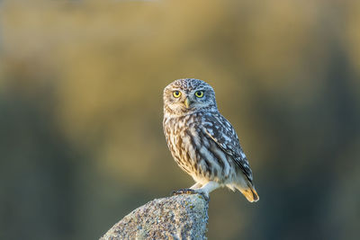 Close-up of owl perching