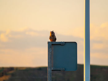 Bird perching on a pole