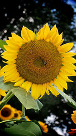 Close-up of bee on sunflower