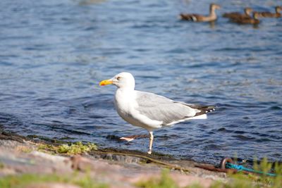 Seagull perching on a beach