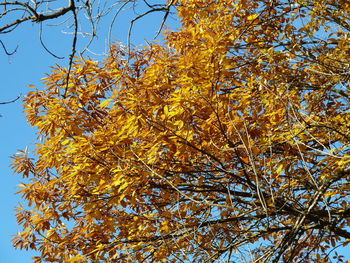 Low angle view of tree against sky