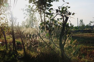 Trees on field against sky