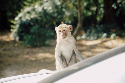 Close-up of meerkat on car