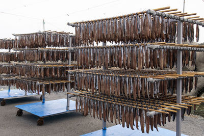 Panoramic view of drying fishes which are herrings and saury
