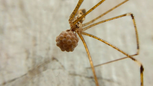 Close-up of insect on wall