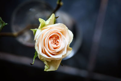 Close-up of rose against blurred background