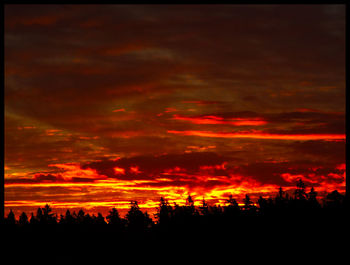 Silhouette of trees at sunset