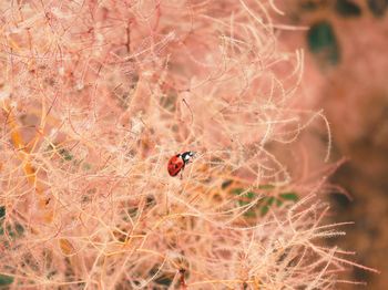 Close-up of ladybug on plant