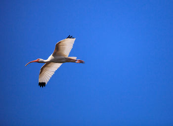 Flying american ibis against a blue sky.