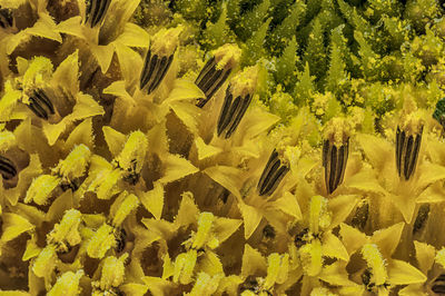 High angle view of yellow flowering plants