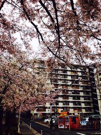 View of flowering trees in city
