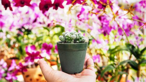 Close-up of hand holding potted plant against flowering plants