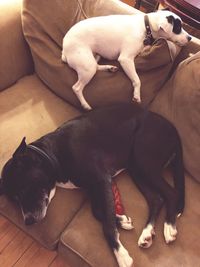 High angle view of dog sleeping