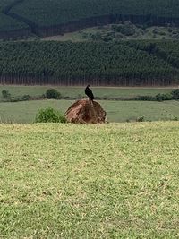 Horse in a field