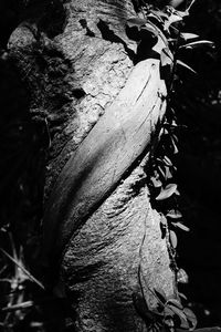 Close-up of lizard on tree trunk