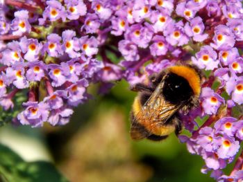 Close-up of bee pollinating on purple flower