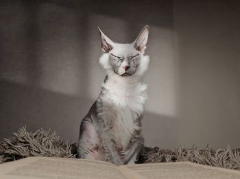 Cat sitting on floor