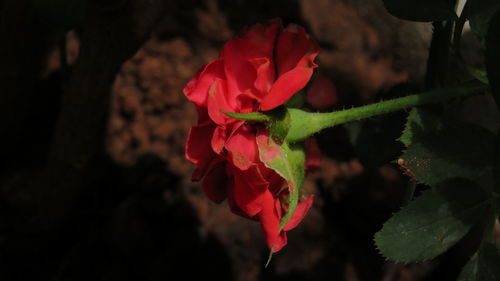 Close-up of pink rose plant