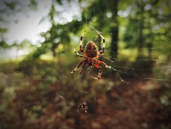 Close-up of spider on web