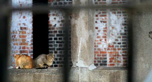 Cat looking through window