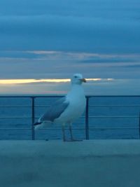 Seagull perching on railing against sea