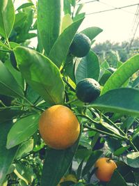 Close-up of orange fruits on tree