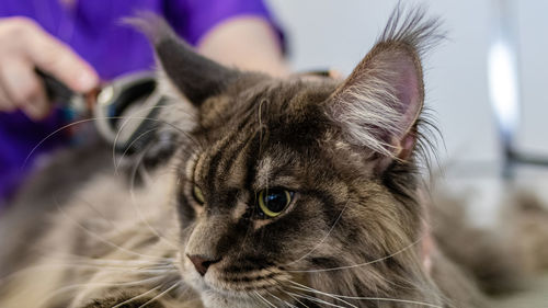 Cat washing and grooming close up getting professional service at pet salon by groomer