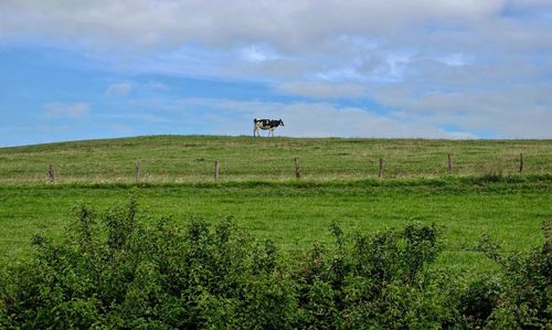 Scenic view of farm against sky