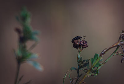 plant